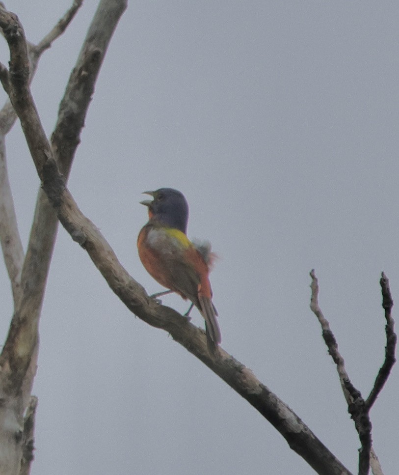 Painted Bunting - ML620065491