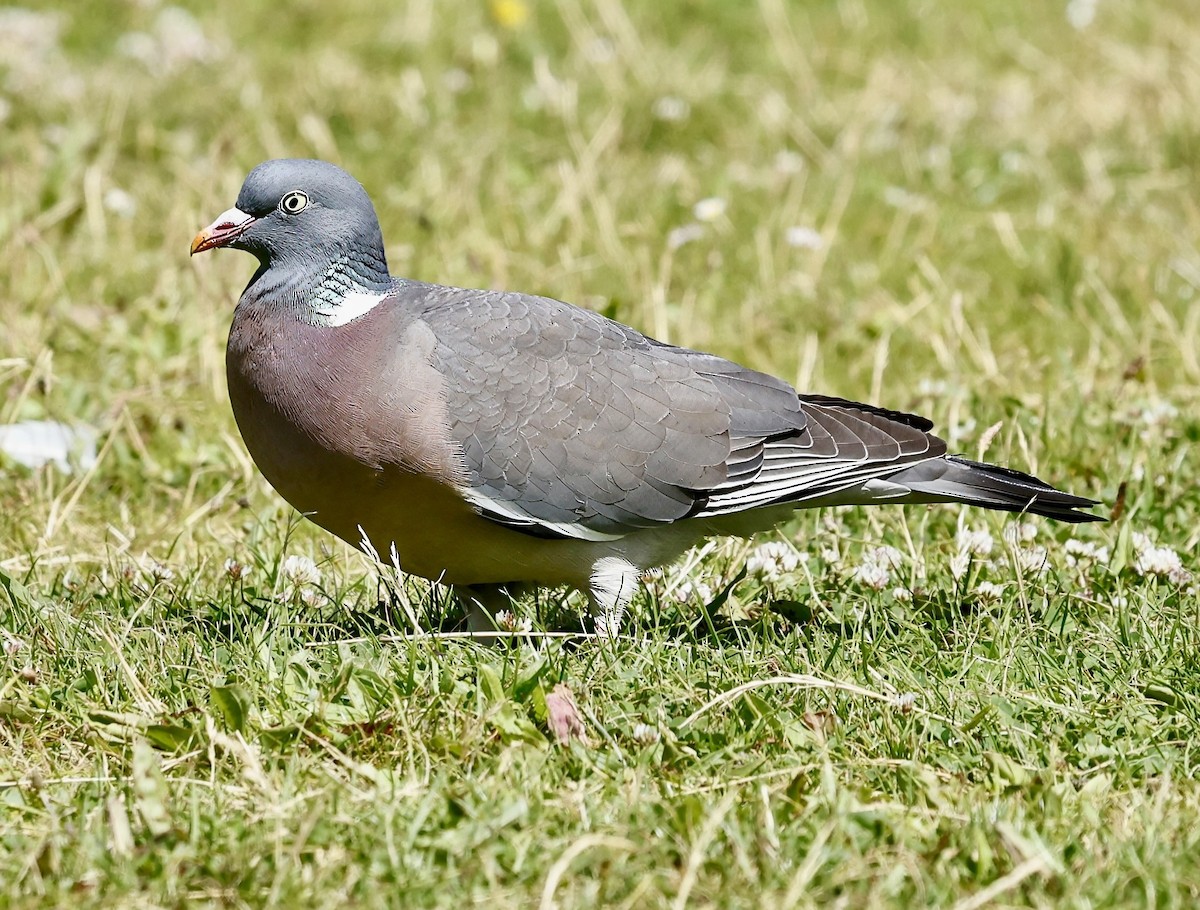 Common Wood-Pigeon - ML620065505