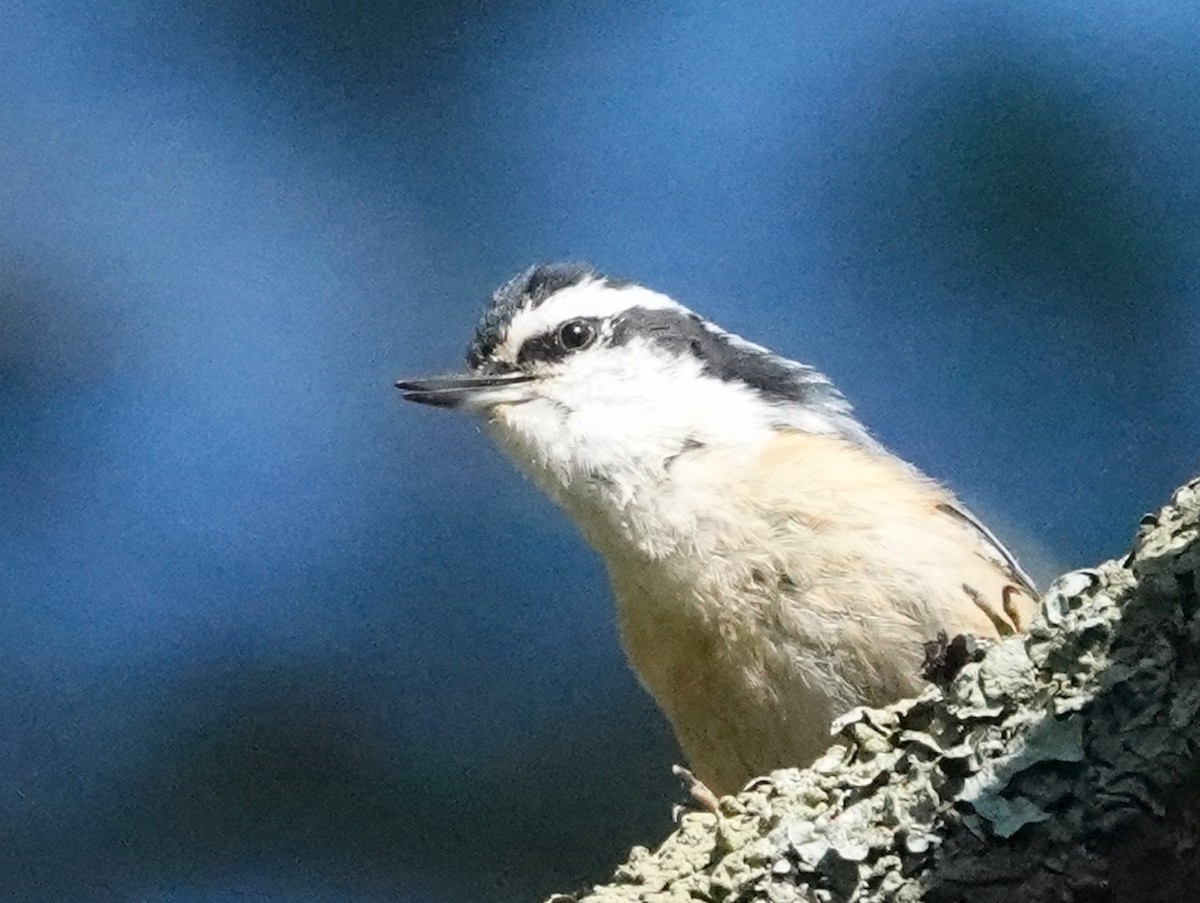 Red-breasted Nuthatch - ML620065509