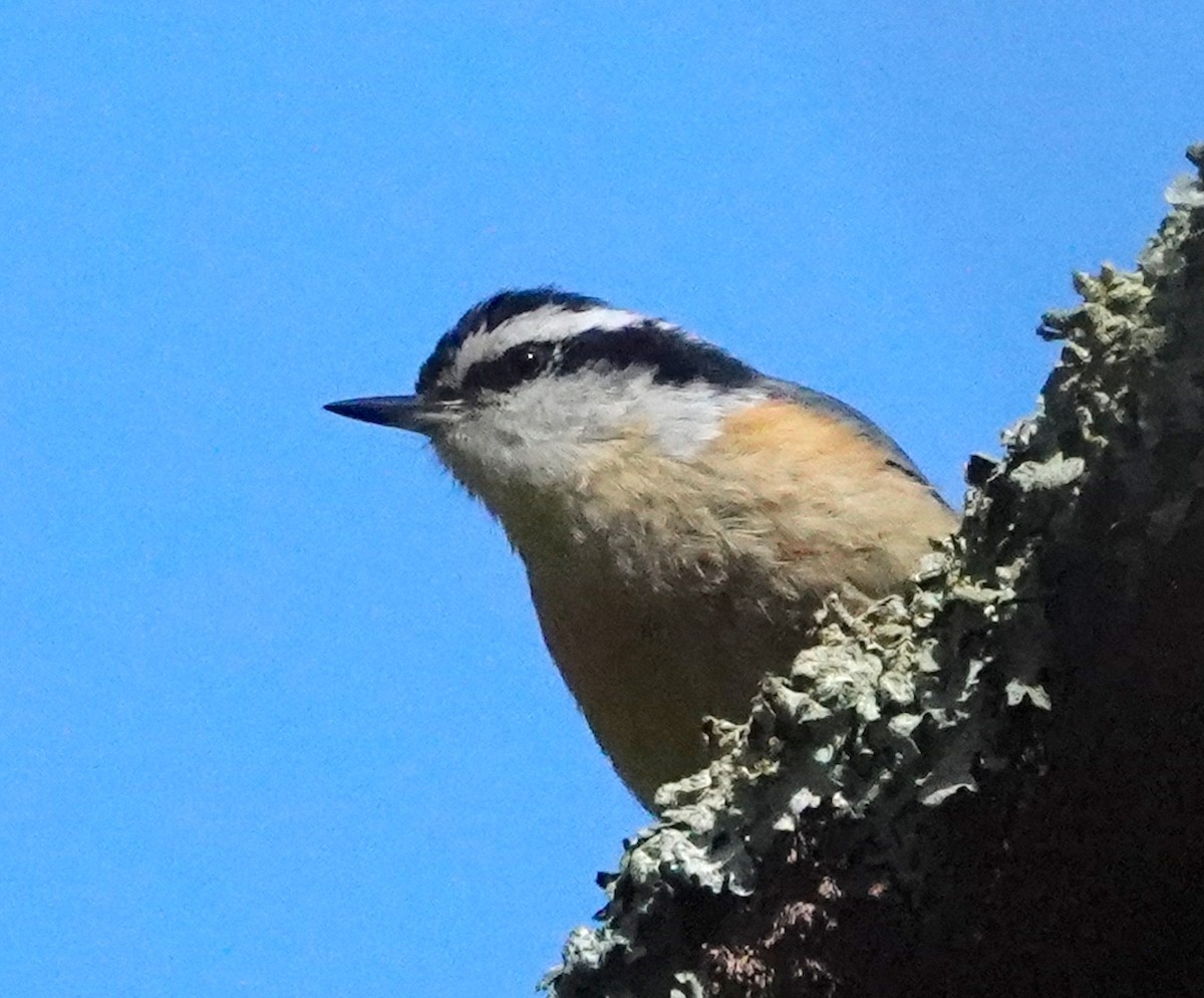 Red-breasted Nuthatch - ML620065510
