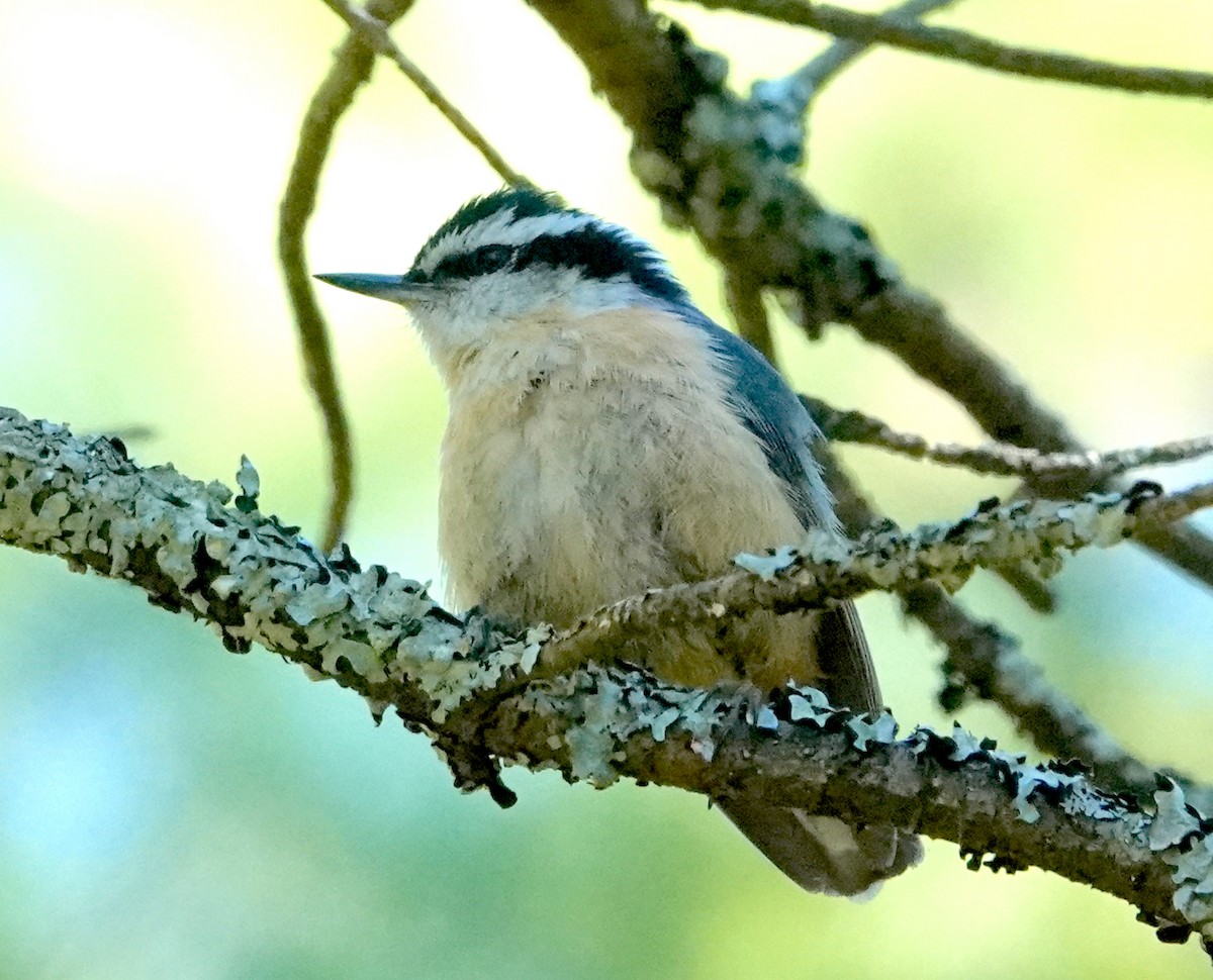 Red-breasted Nuthatch - ML620065511