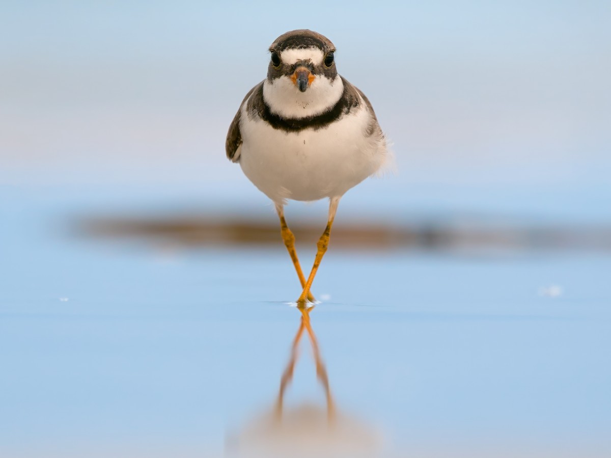 Semipalmated Plover - ML620065518