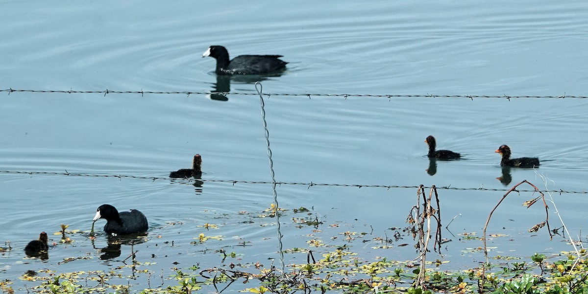 American Coot - ML620065519