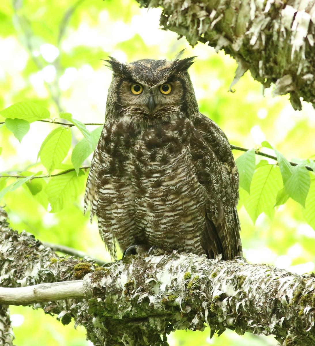Great Horned Owl - ML620065547