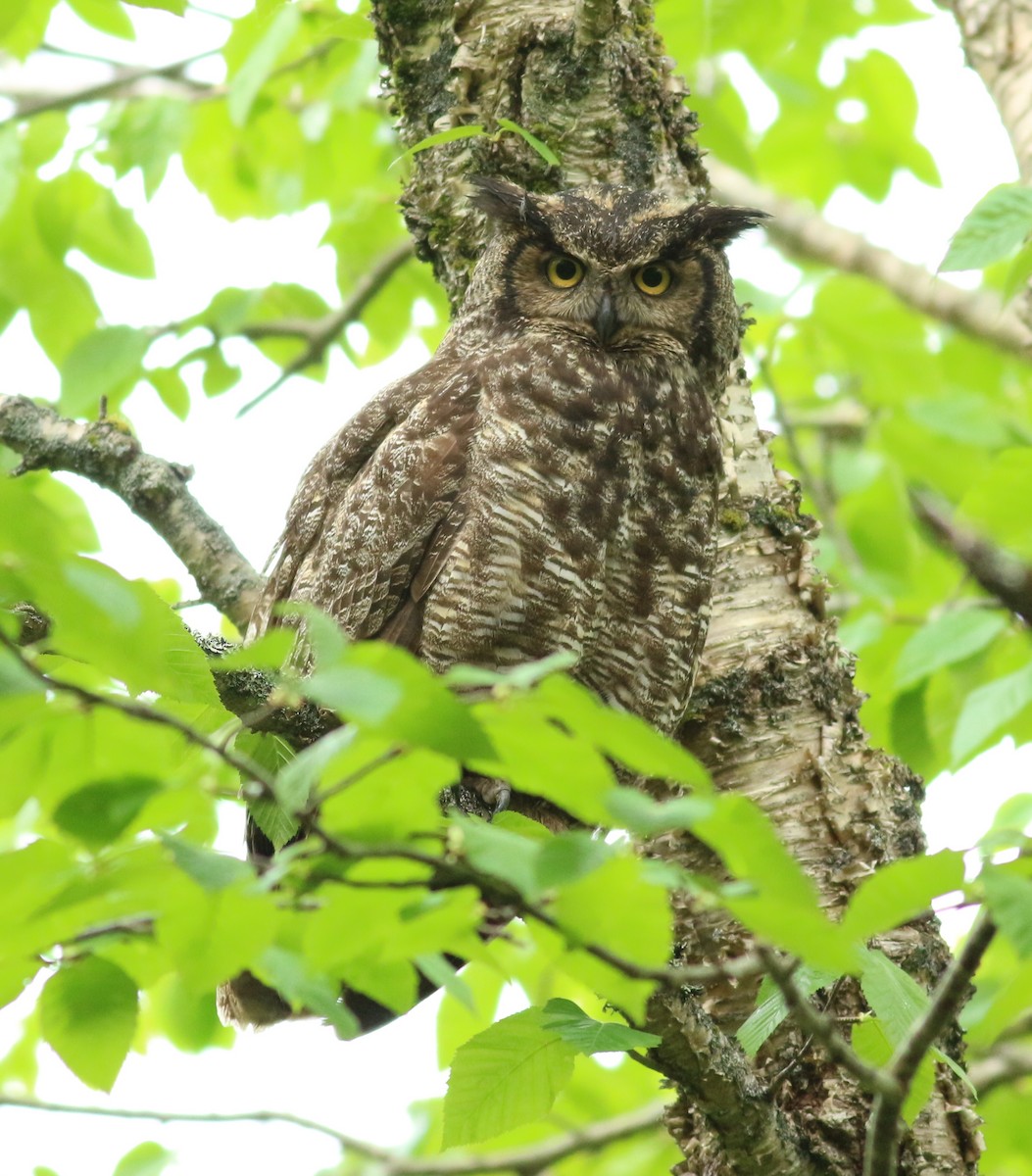 Great Horned Owl - ML620065549