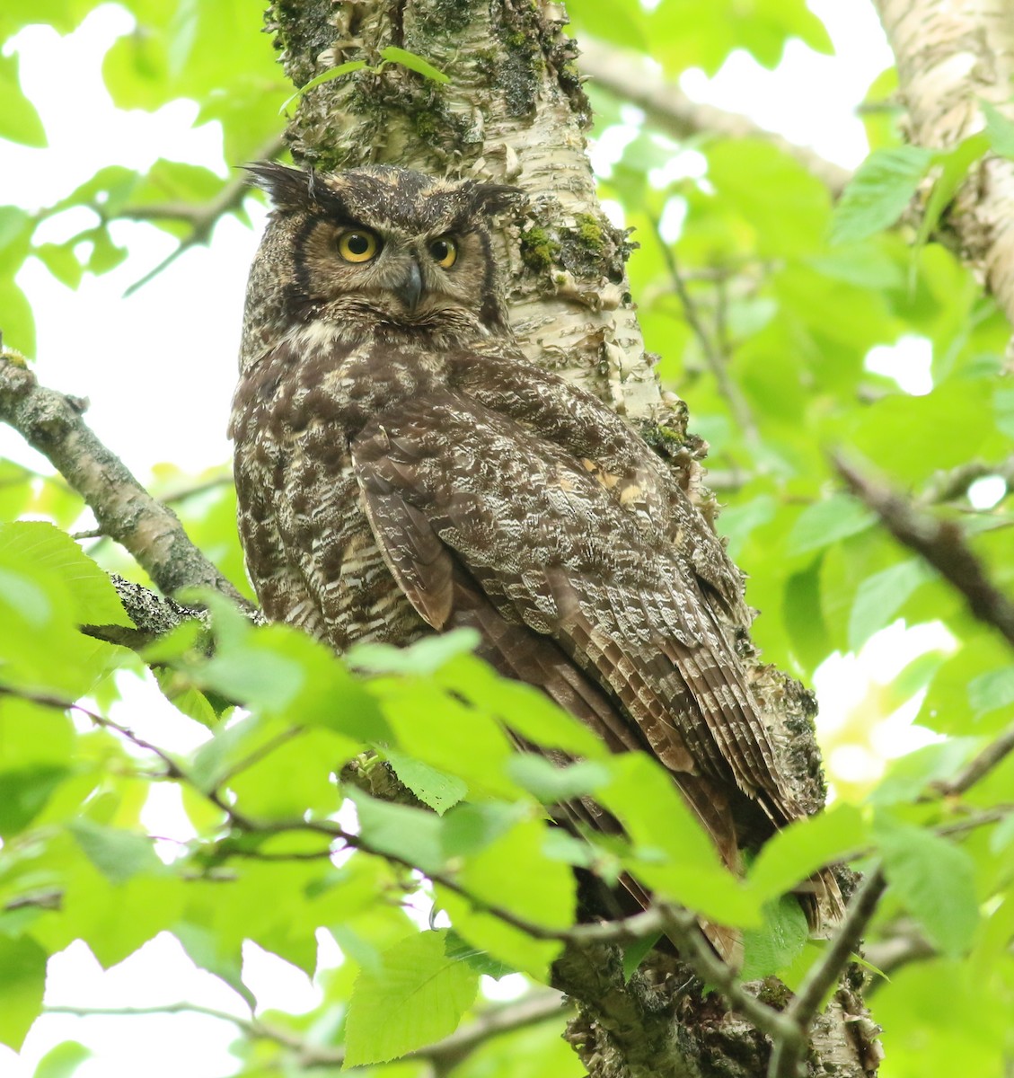 Great Horned Owl - ML620065550