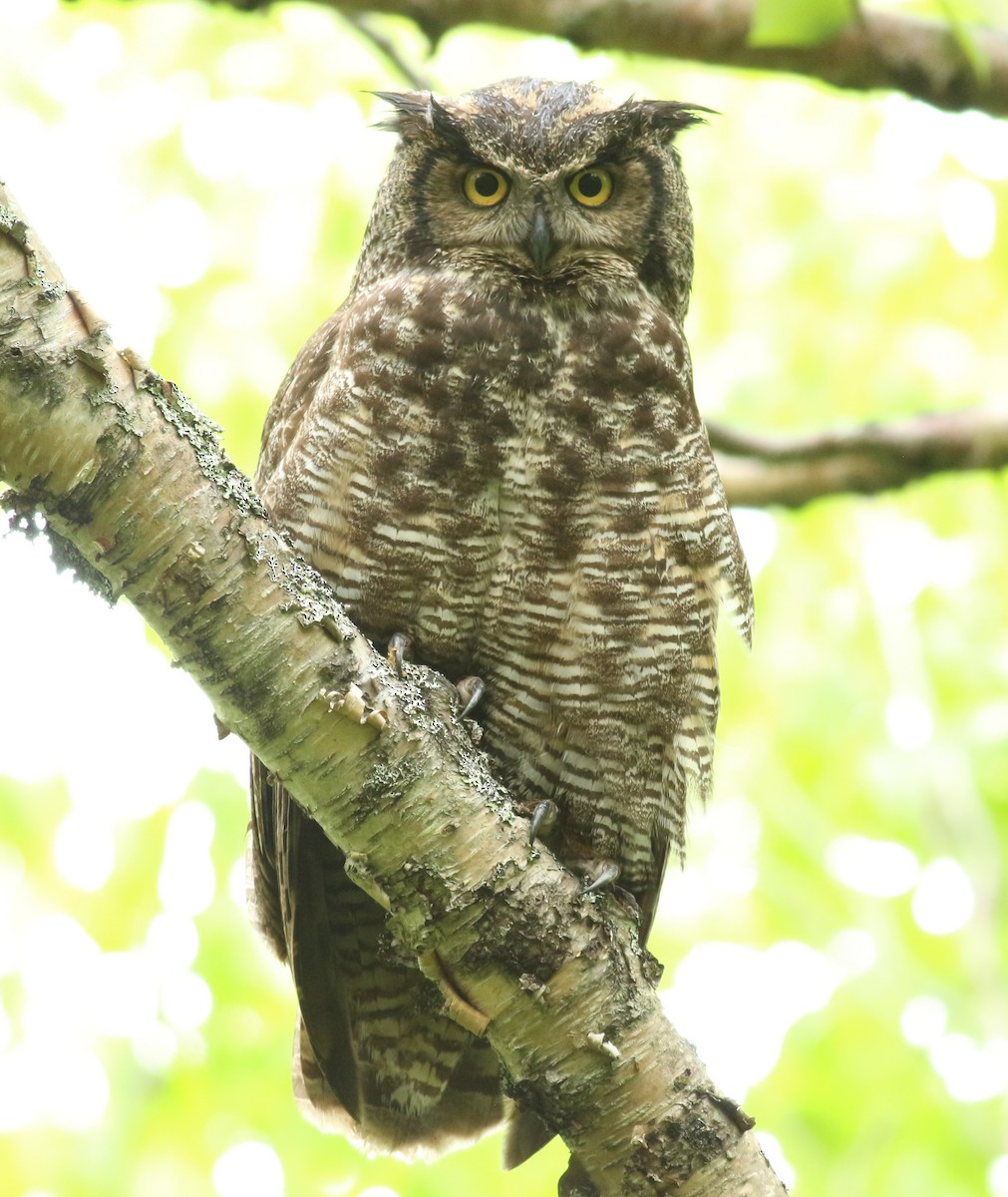 Great Horned Owl - ML620065551