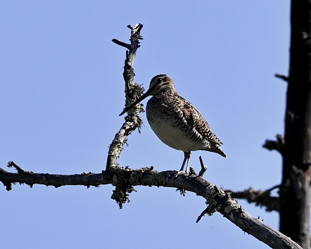 Wilson's Snipe - ML620065557