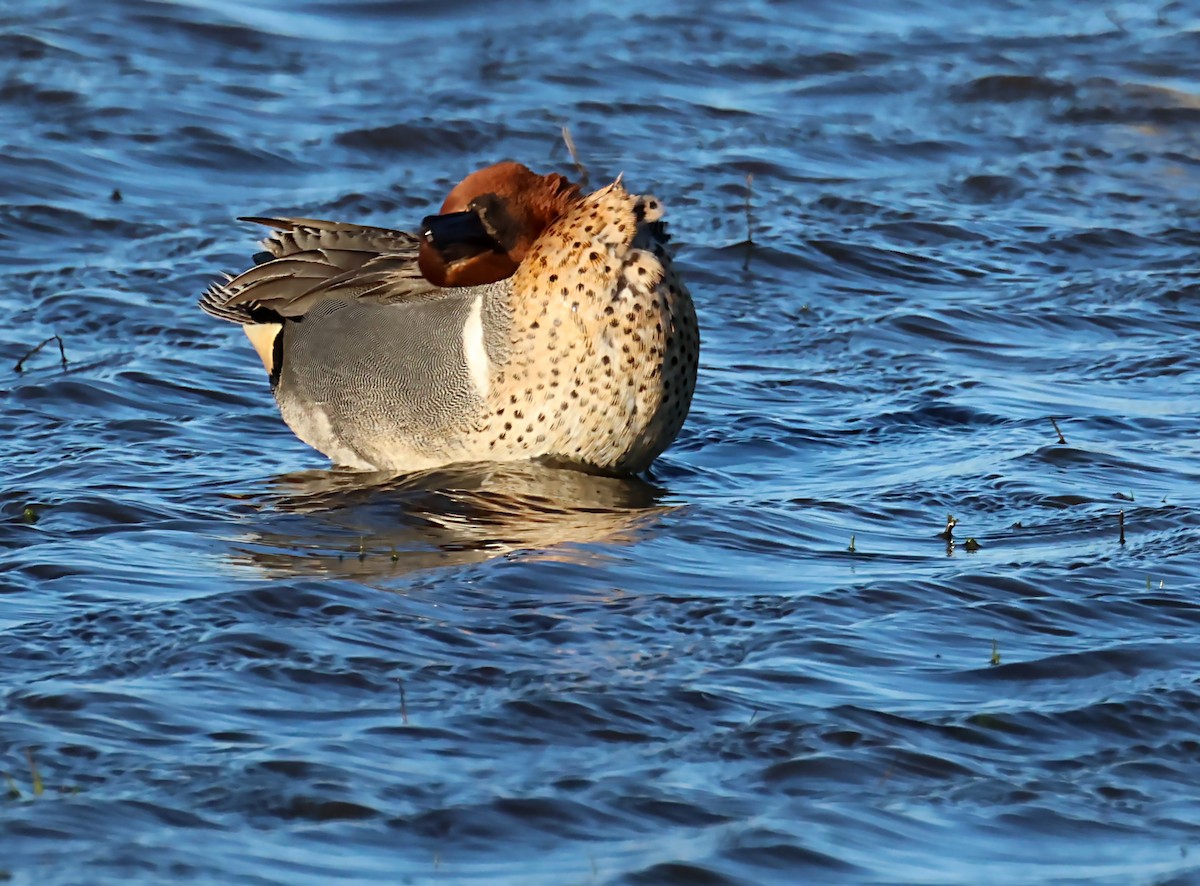 Green-winged Teal - ML620065560