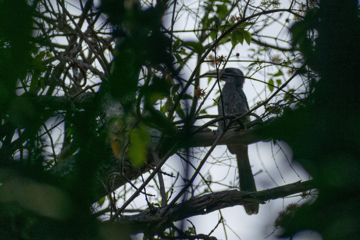 Malabar Gray Hornbill - ML620065561