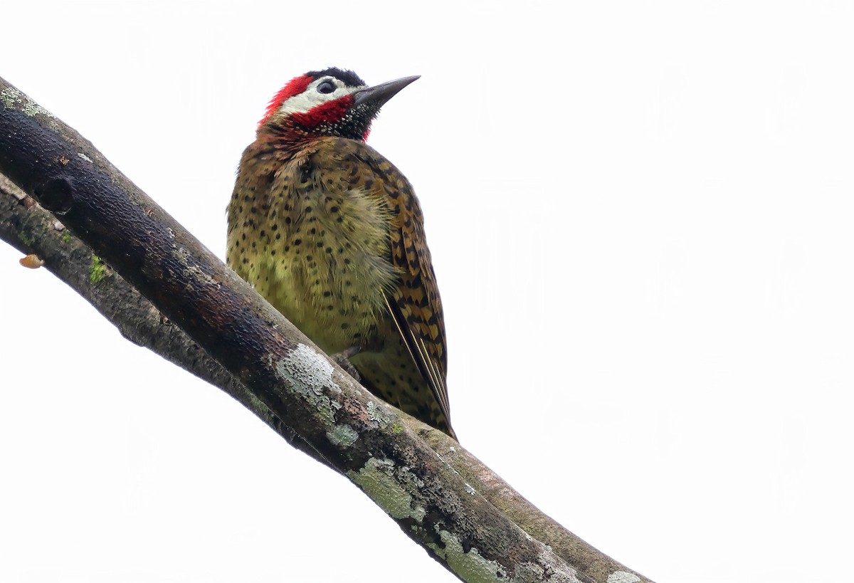 Spot-breasted Woodpecker - ML620065562