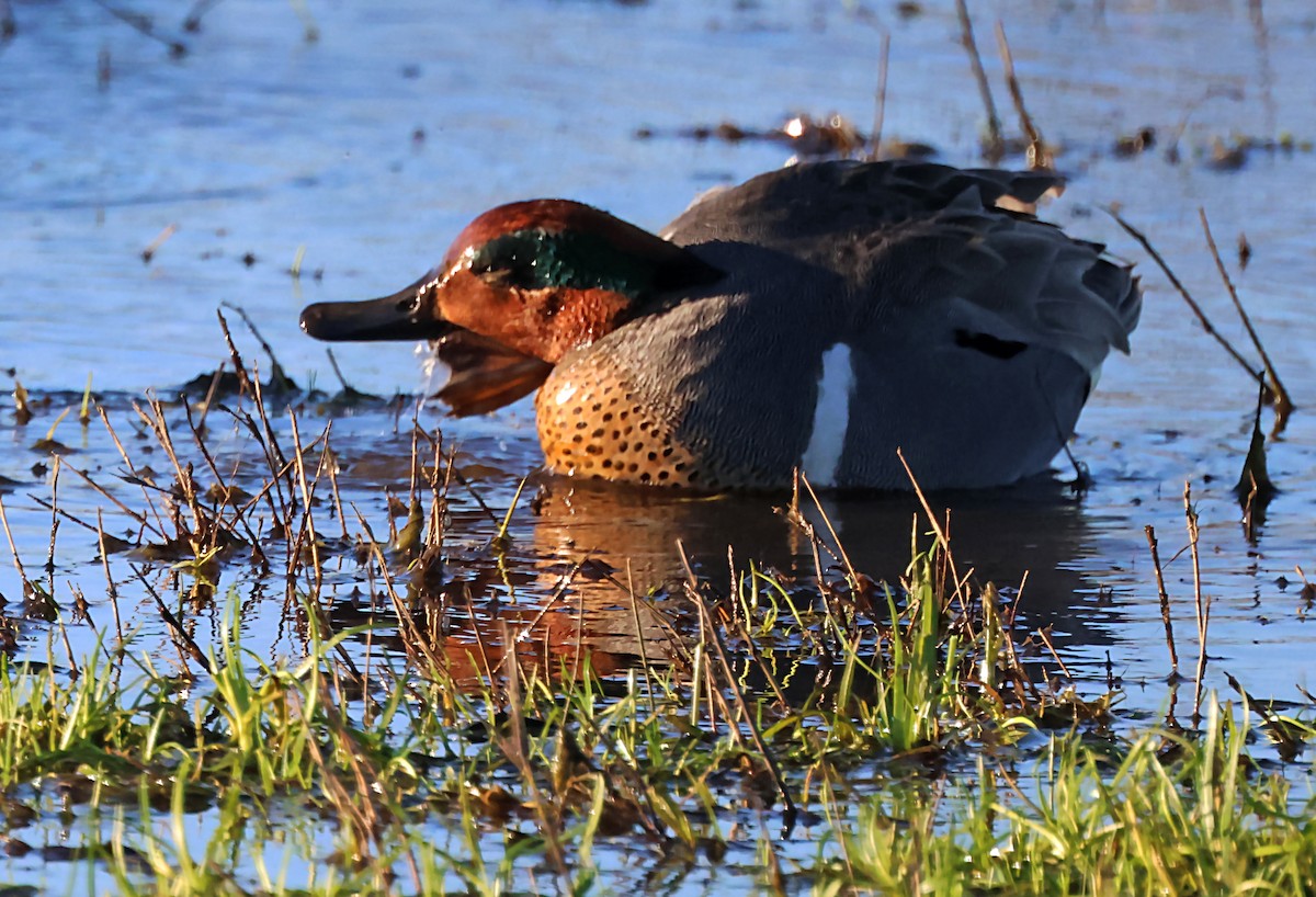 Green-winged Teal - ML620065567