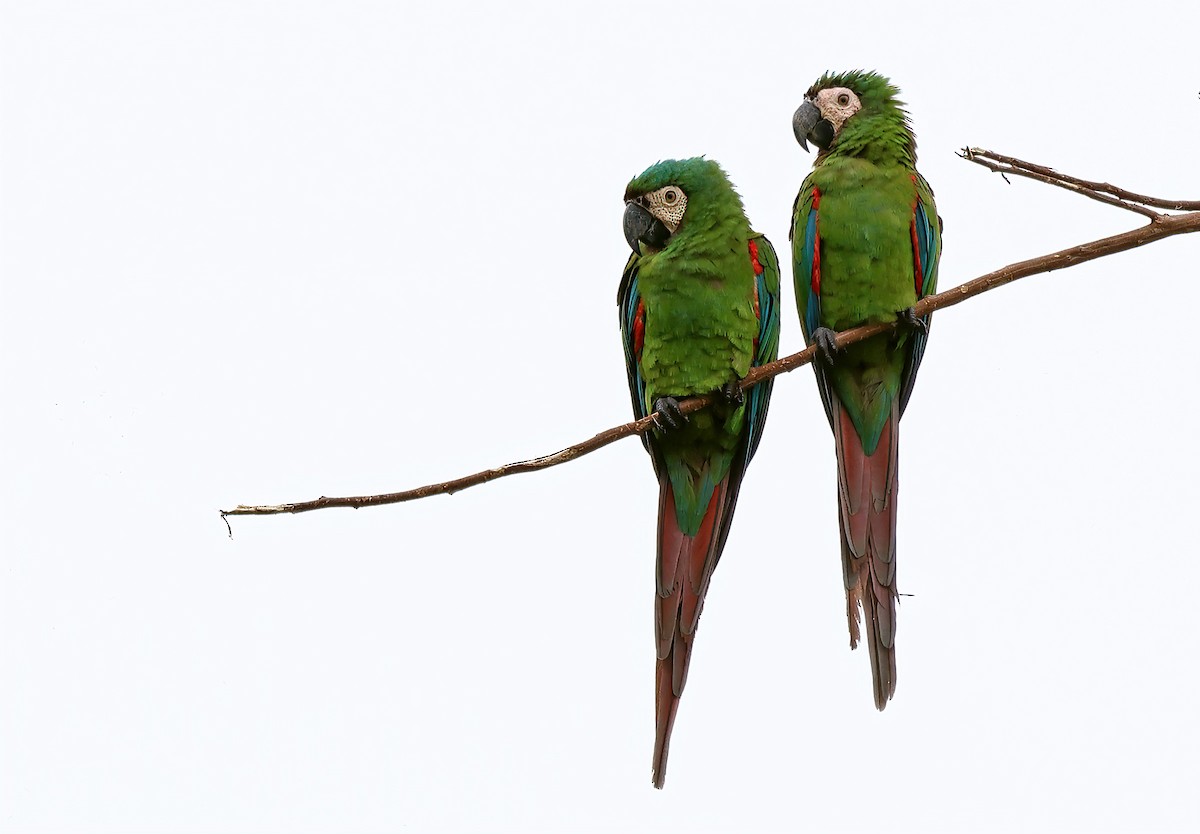Chestnut-fronted Macaw - ML620065568