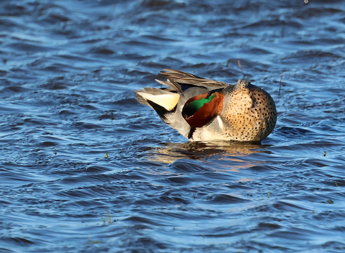 Green-winged Teal - ML620065572