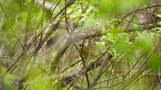 Mourning Warbler - ML620065593