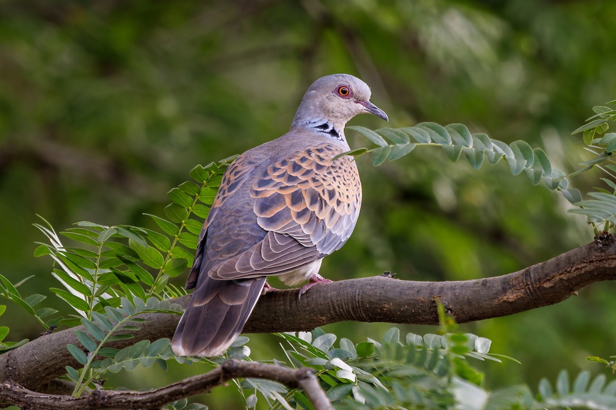 hrdlička divoká - ML620065609