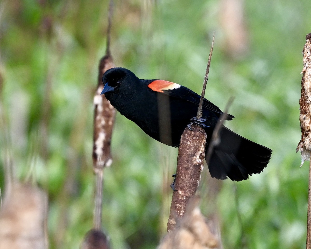 Red-winged Blackbird - ML620065630
