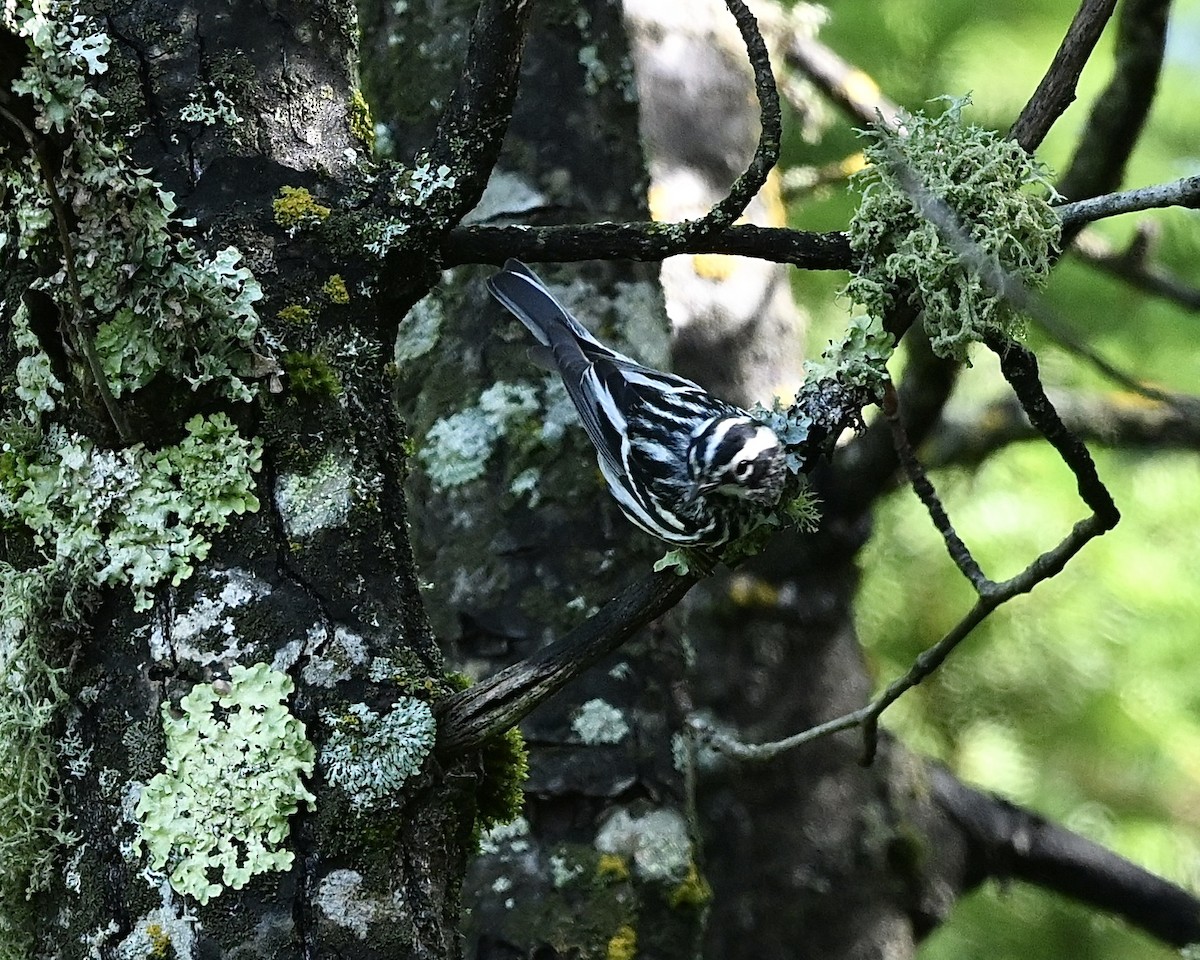 Black-and-white Warbler - ML620065653