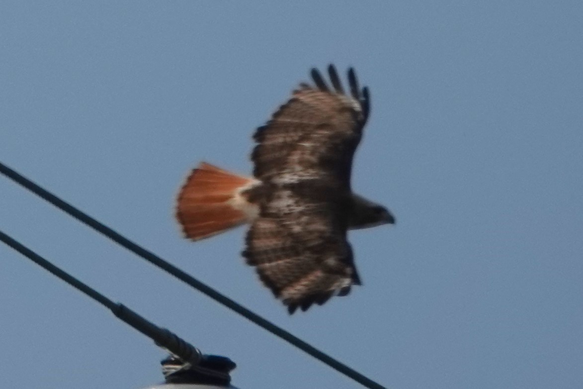 Red-tailed Hawk - ML620065654