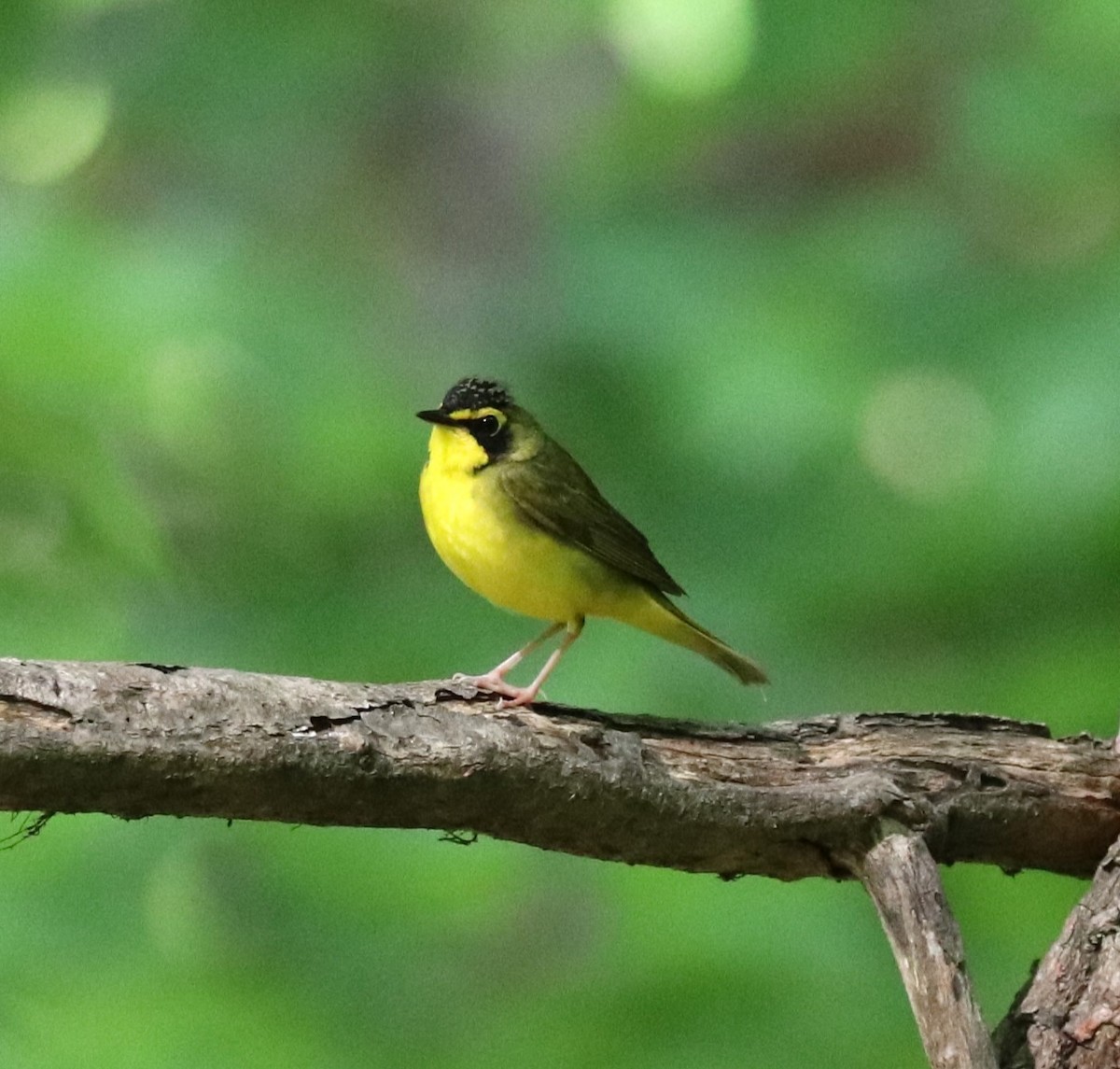 Kentucky Warbler - ML620065677