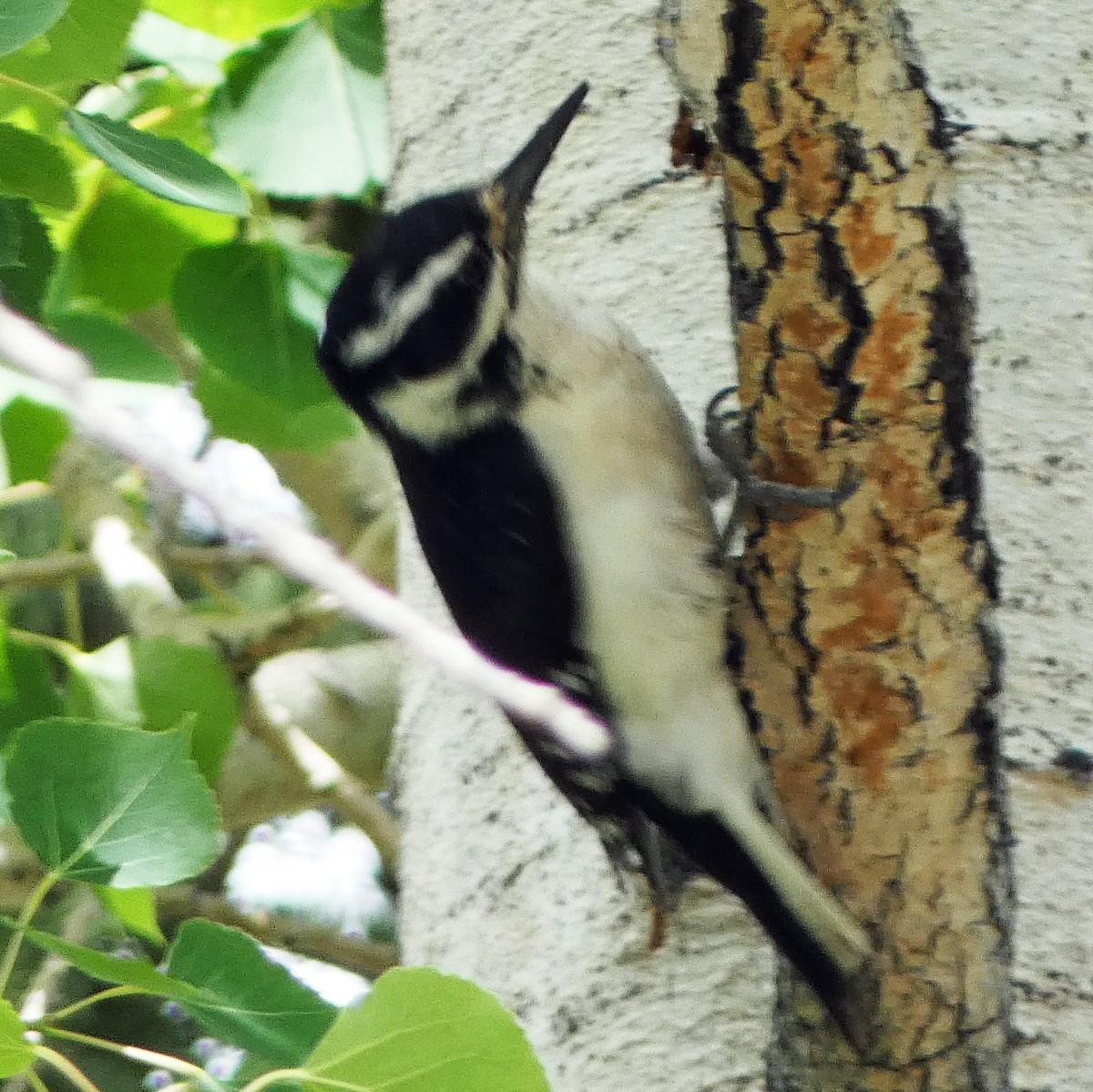 Hairy Woodpecker - ML620065691