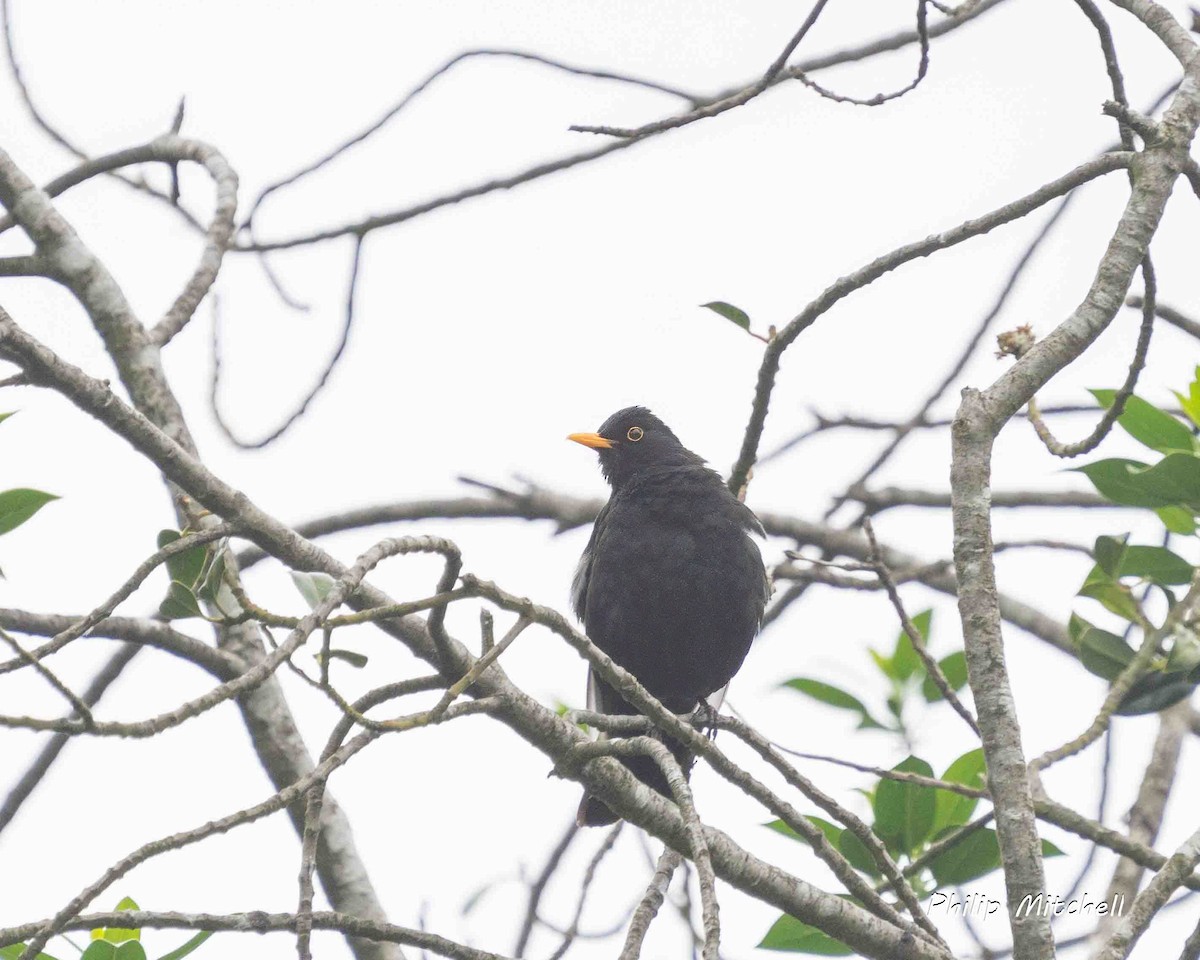 Eurasian Blackbird - ML620065695