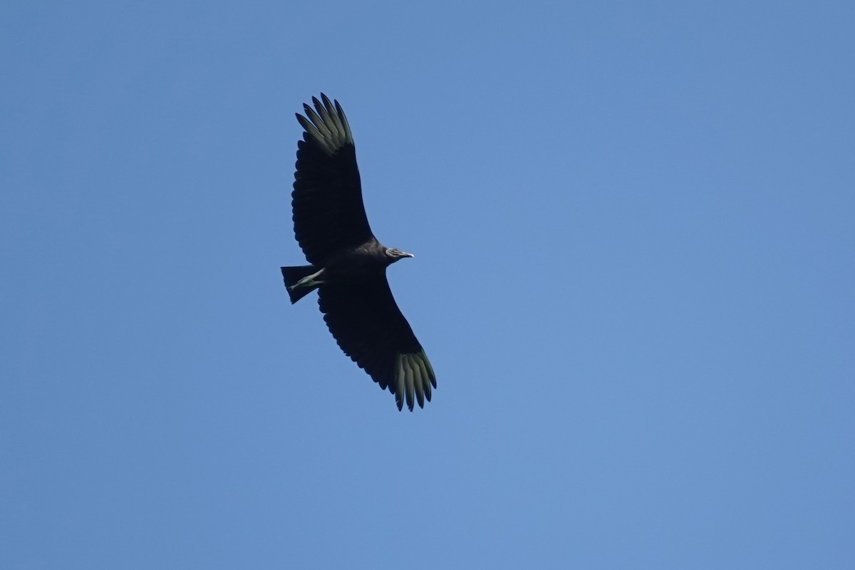 Black Vulture - ML620065699