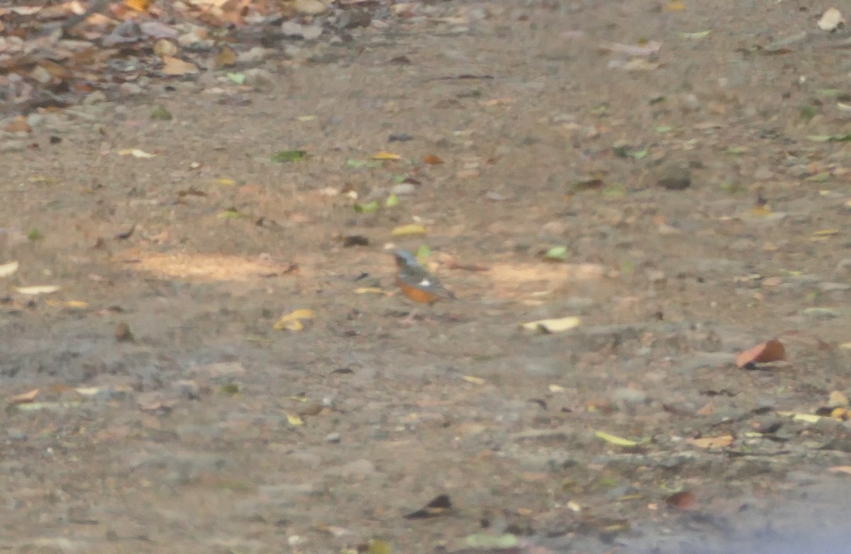 White-throated Rock-Thrush - ML620065702