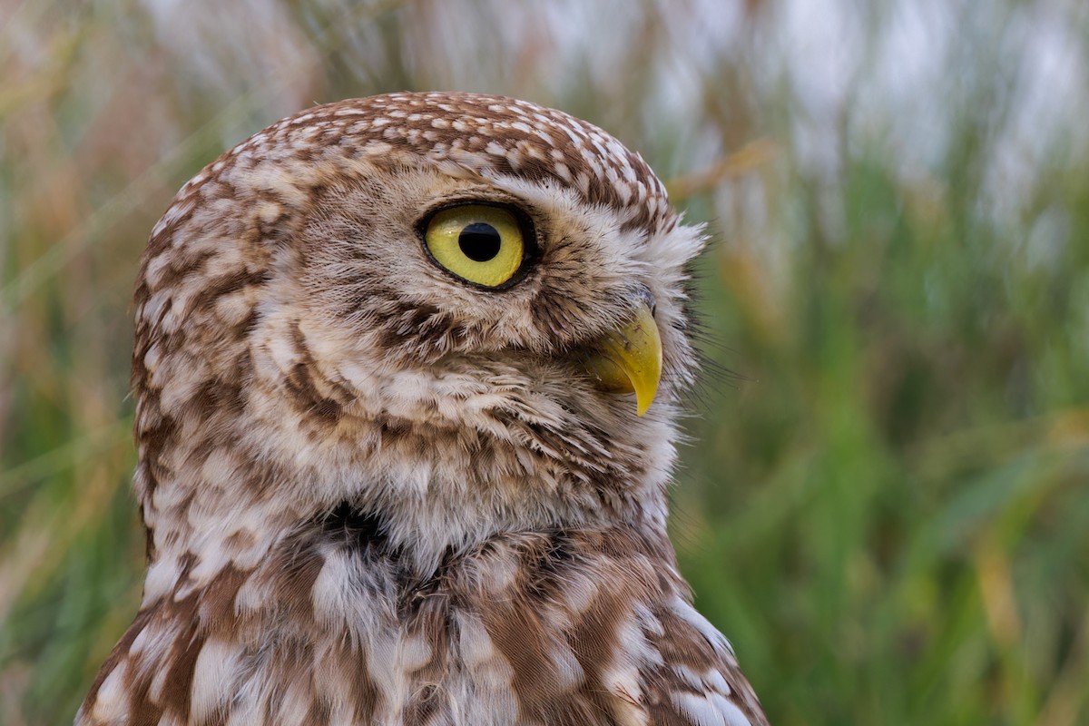 sýček obecný - ML620065741