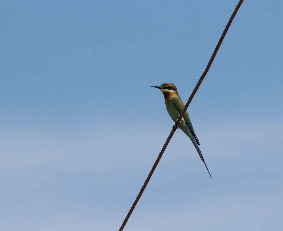 Blue-tailed Bee-eater - ML620065748