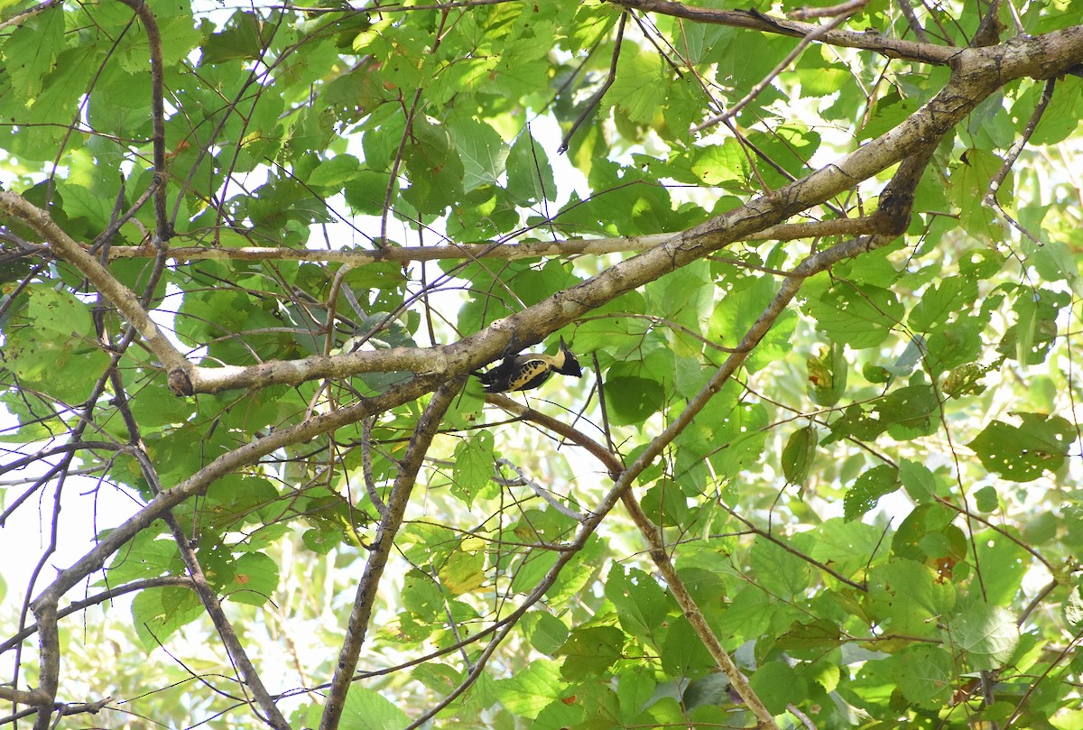 Heart-spotted Woodpecker - ML620065758