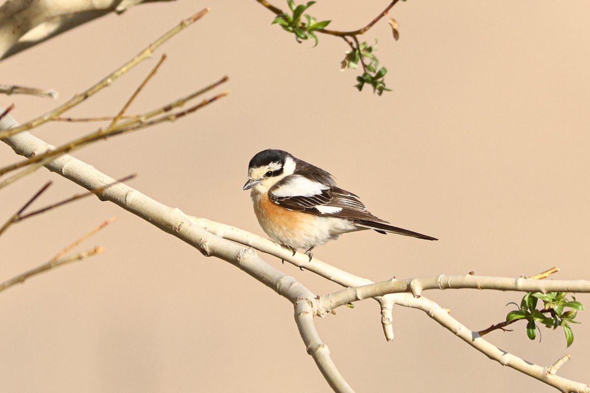 Masked Shrike - ML620065761