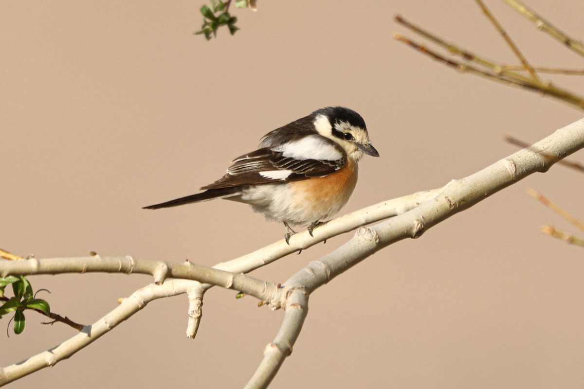 Masked Shrike - ML620065762