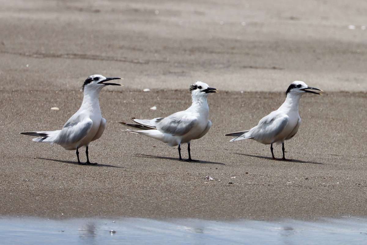 Sandwich Tern - ML620065765