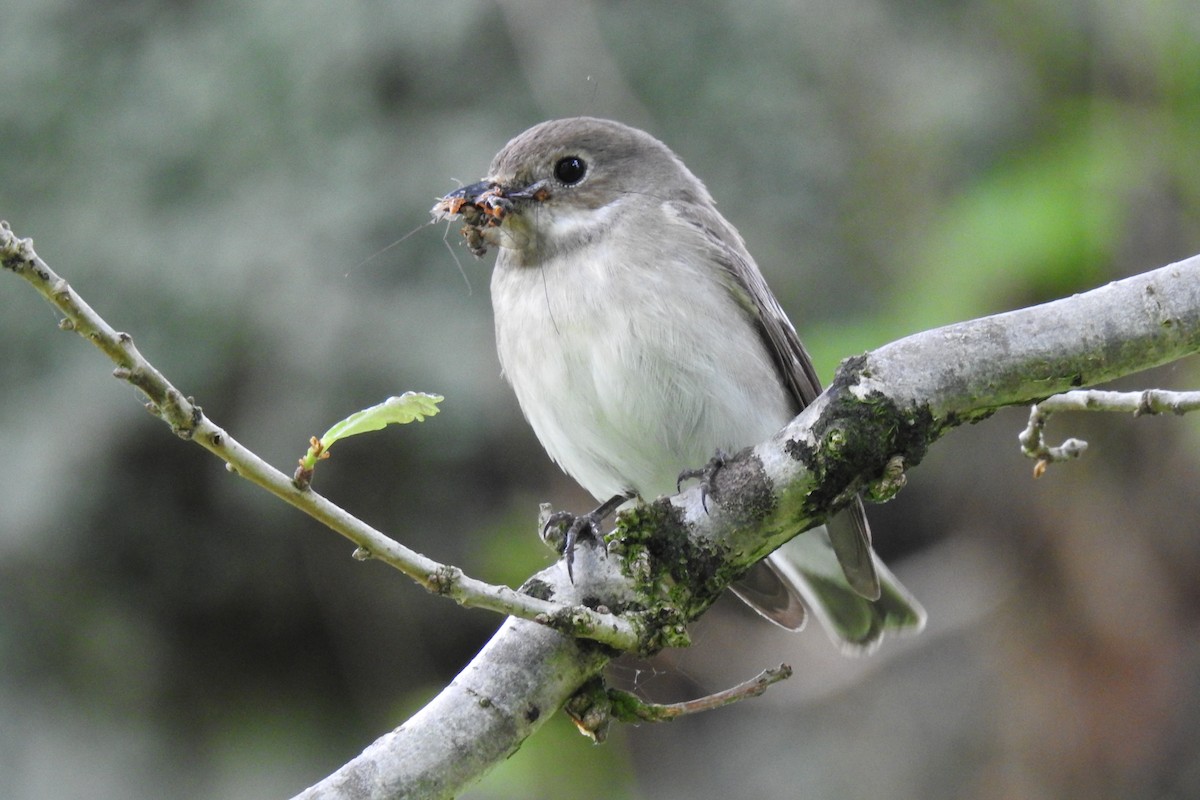 European Pied Flycatcher - ML620065772