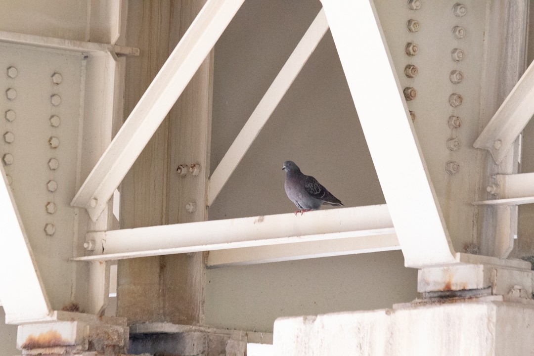 Rock Pigeon (Feral Pigeon) - ML620065773