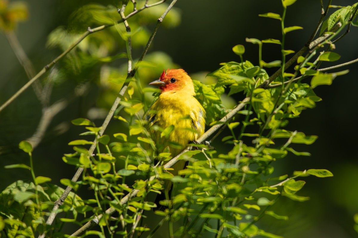 Western Tanager - ML620065779