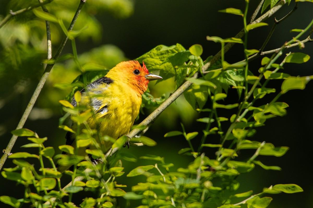 Western Tanager - ML620065780