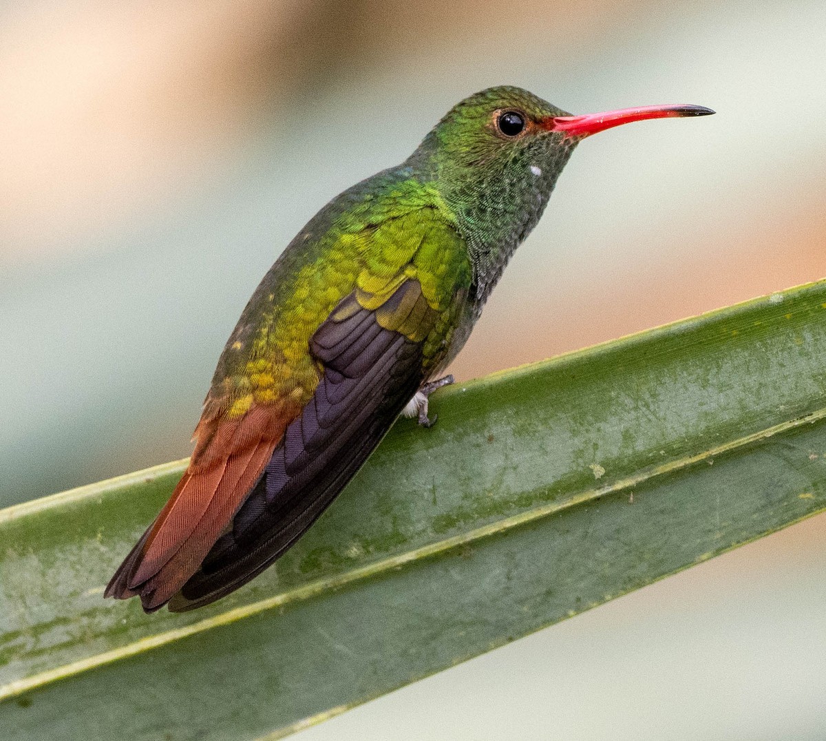 Rufous-tailed Hummingbird - ML620065783
