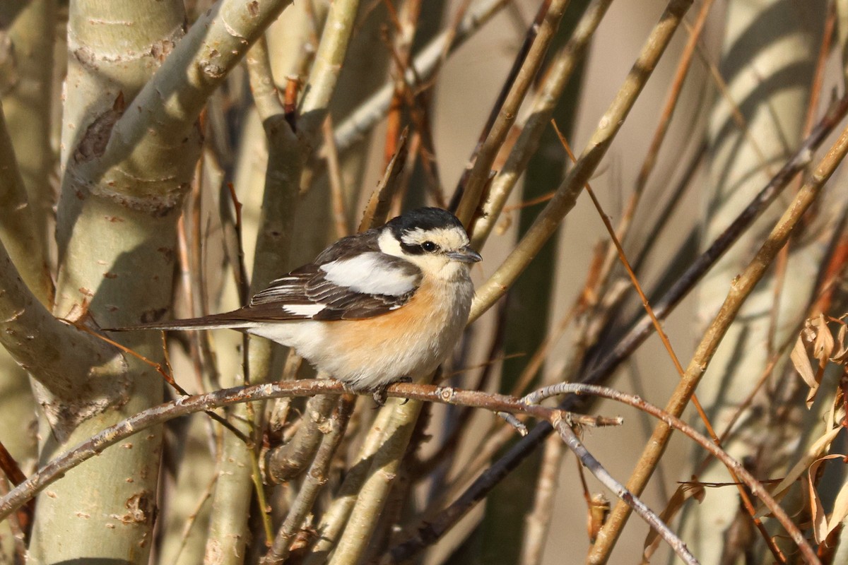 Masked Shrike - ML620065784