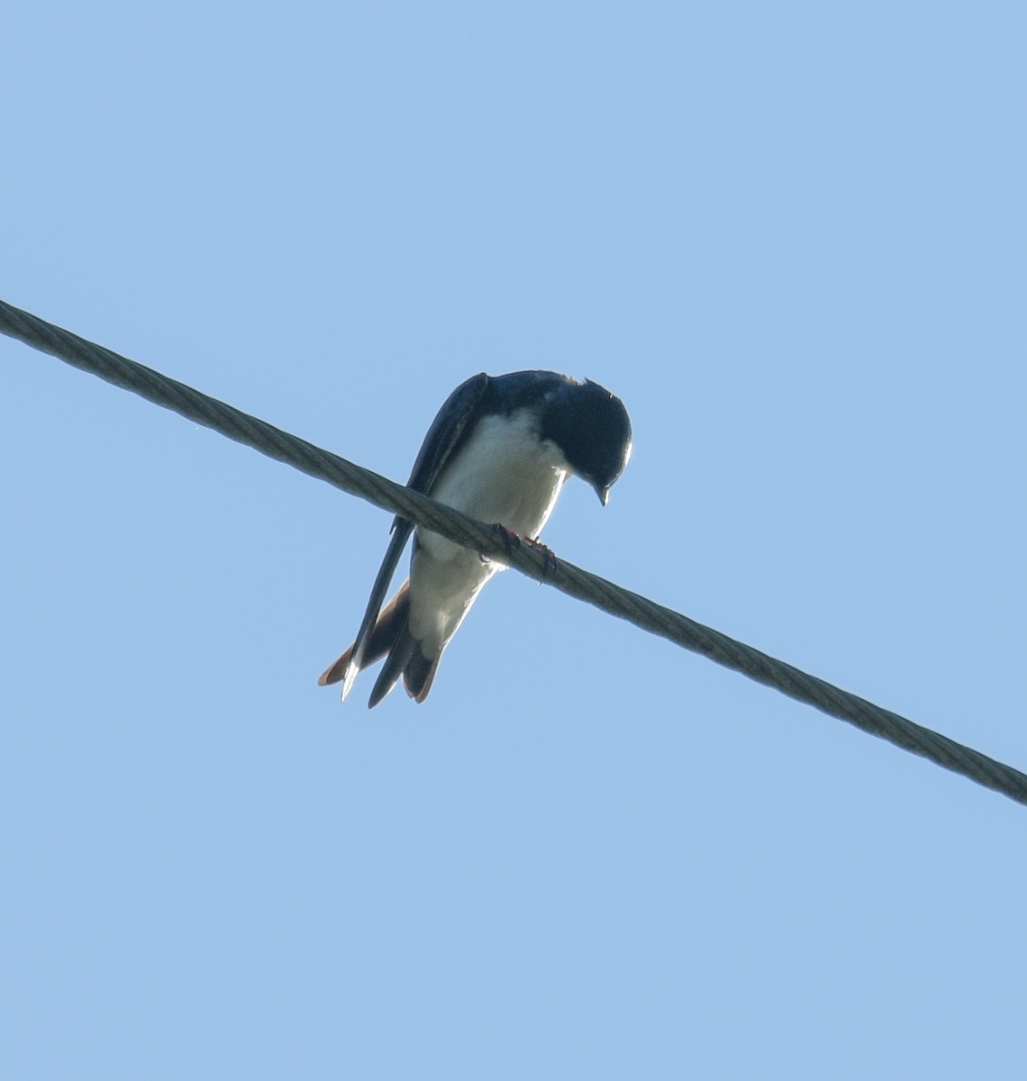 Tree Swallow - ML620065786