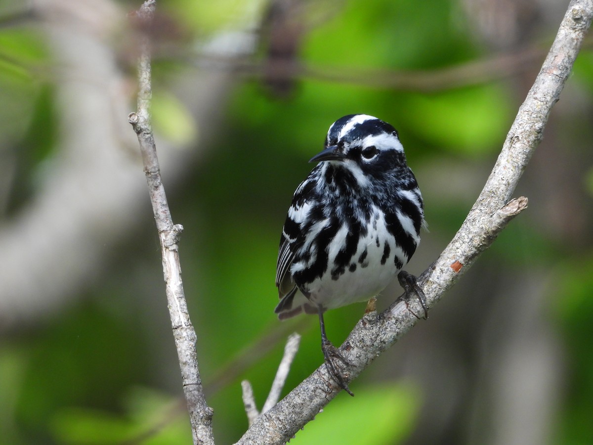 Black-and-white Warbler - ML620065805