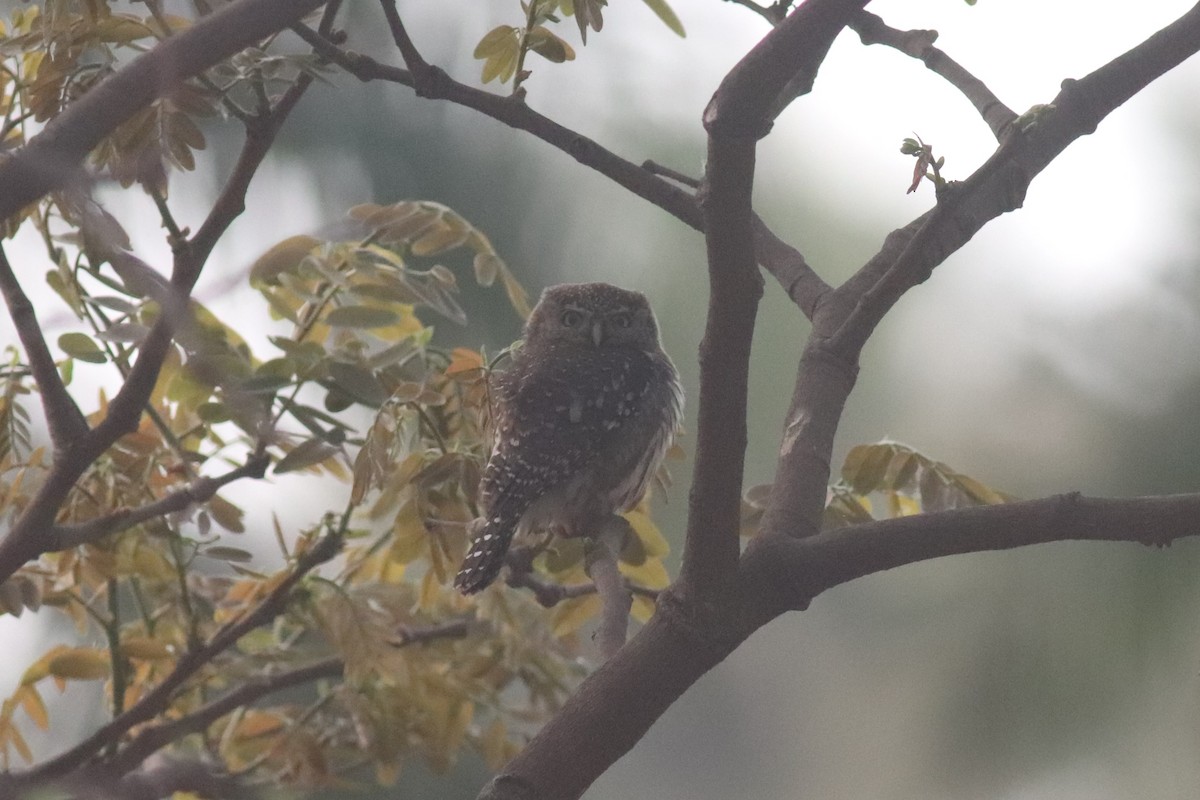Pearl-spotted Owlet - ML620065818