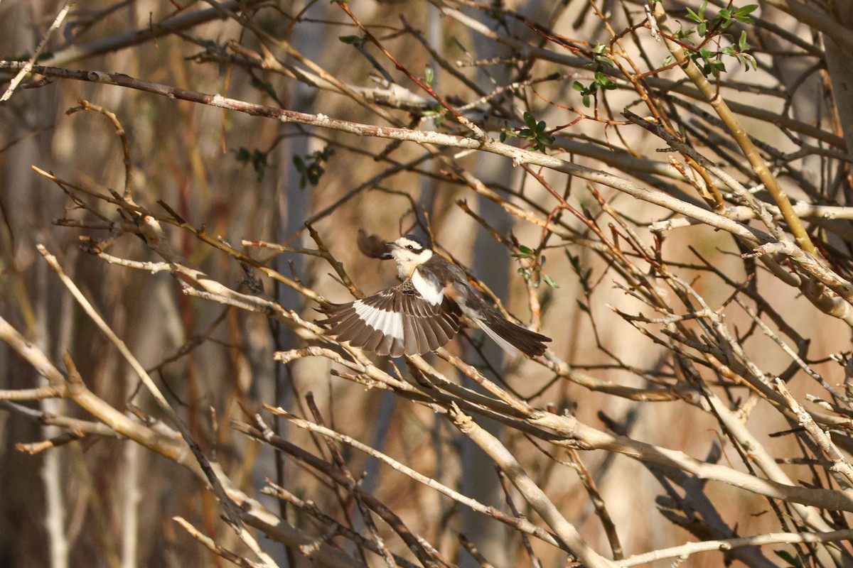 Masked Shrike - ML620065821