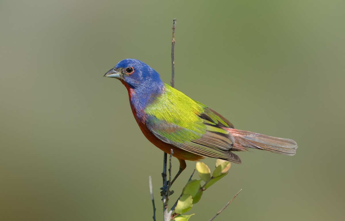 Painted Bunting - ML620065832