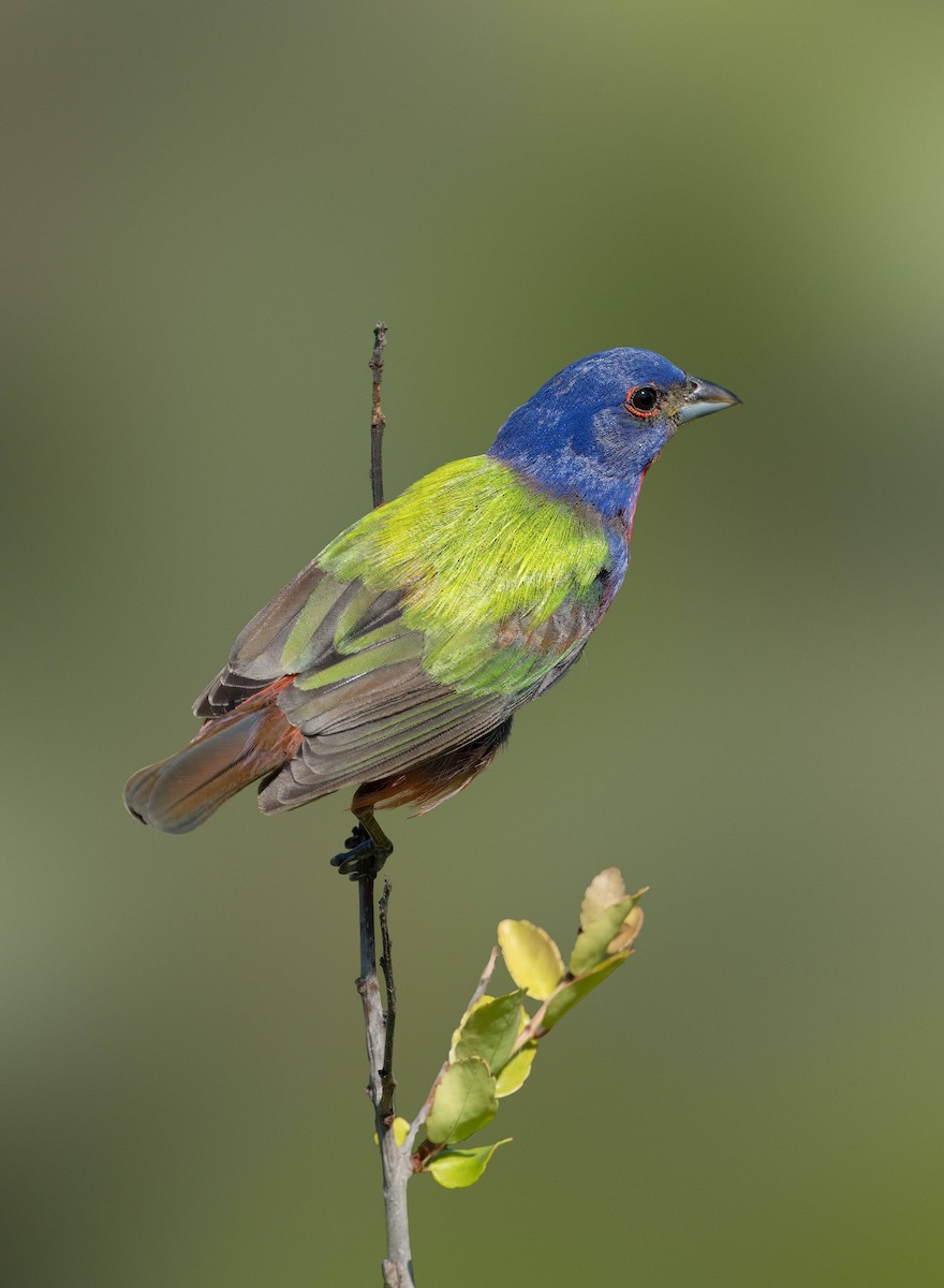 Painted Bunting - ML620065835