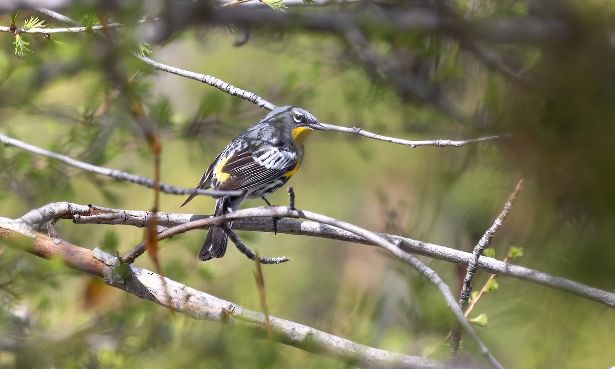 Yellow-rumped Warbler (Audubon's) - ML620065836