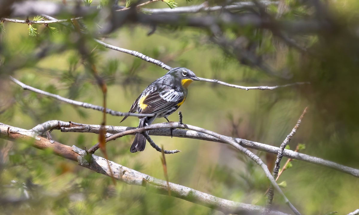 Yellow-rumped Warbler (Audubon's) - ML620065837