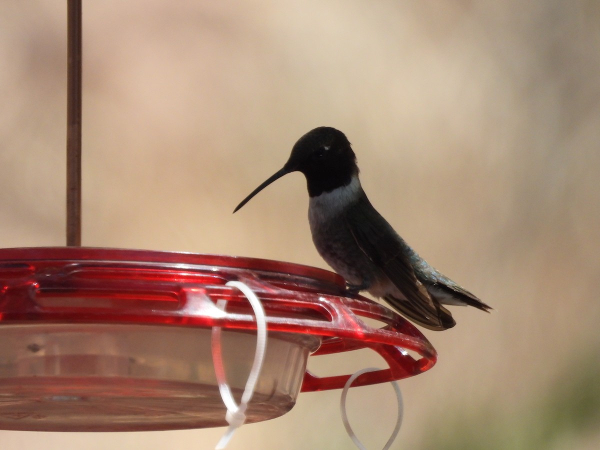 Black-chinned Hummingbird - ML620065847