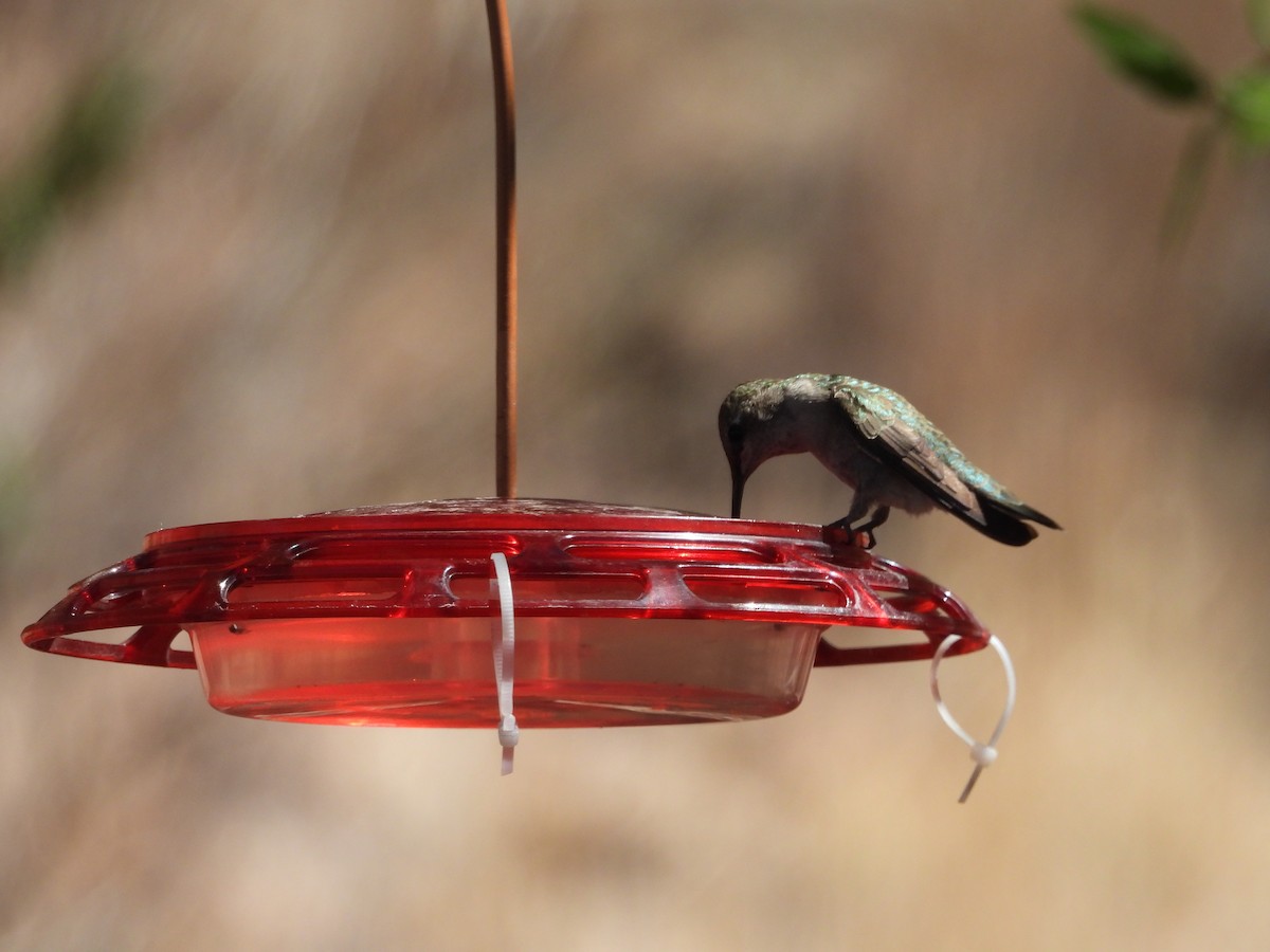 Black-chinned Hummingbird - ML620065848